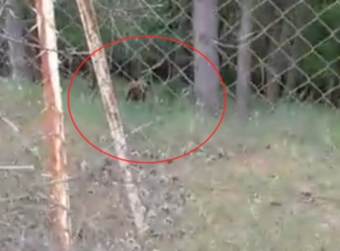 Γρεβενά: Η επίθεση της μαμάς αρκούδας – Καρδιοχτύπησε ο άντρας που τράβαγε το βίντεο