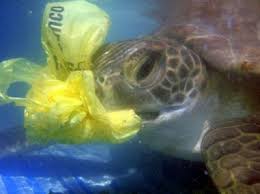 3 Ιουλίου: Παγκόσμια Ημέρα κατά της χρήσης της πλαστικής σακούλας –  Pronews.gr