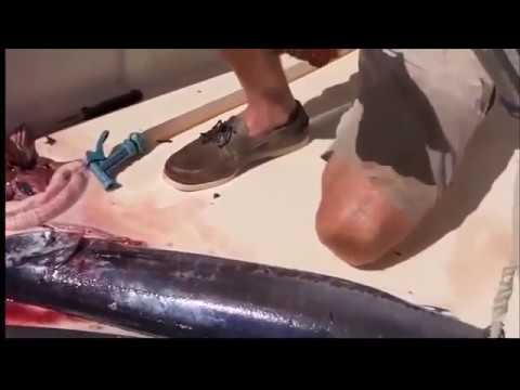 Βίντεο: Όταν οι ψαράδες καθαρίζουν τα ευρήματά τους και ανακαλύπτουν άλλα πράγματα μέσα σε αυτά