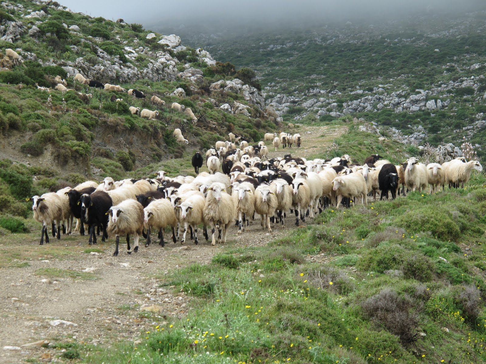 Ξέσπασμα επιδημίας ευλογιάς των προβάτων στη Λέσβο