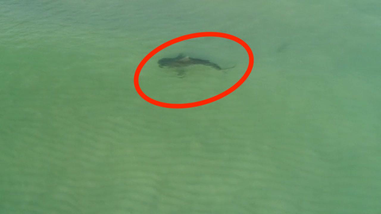 Βίντεο: Drone καταγράφει καρχαρία να κάνει «βόλτες» σε γεμάτη παραλία στο Μαϊάμι!