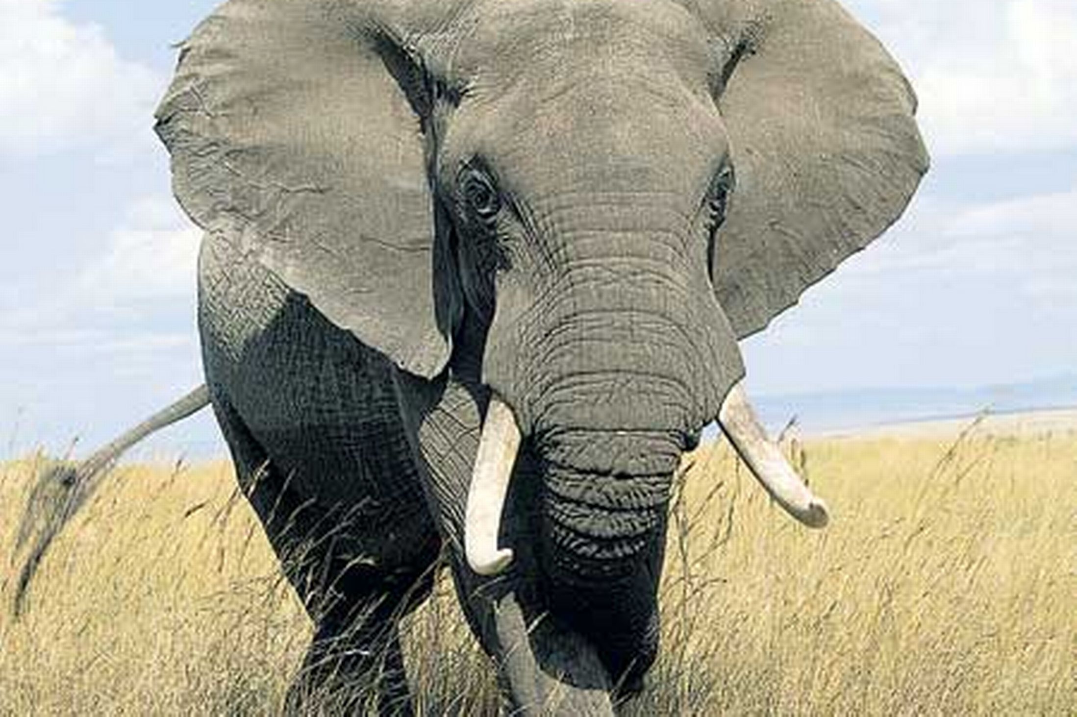 Καρλσρούη: Διέσωσαν ελεφαντίνα που είχε σφηνωθεί σε κάγκελα