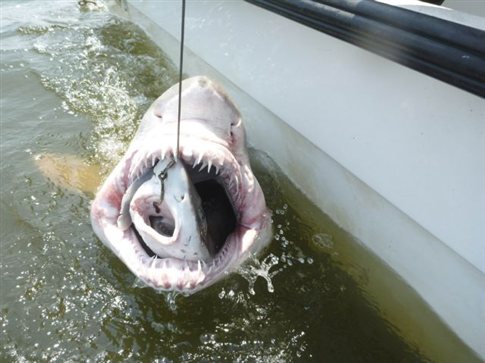 Εντυπωσιακό βίντεο: Διαδοχικές επιθέσεις καρχαρία mako- To είδος που εξόντωσε το πλήρωμα του Indianapolis το ’45