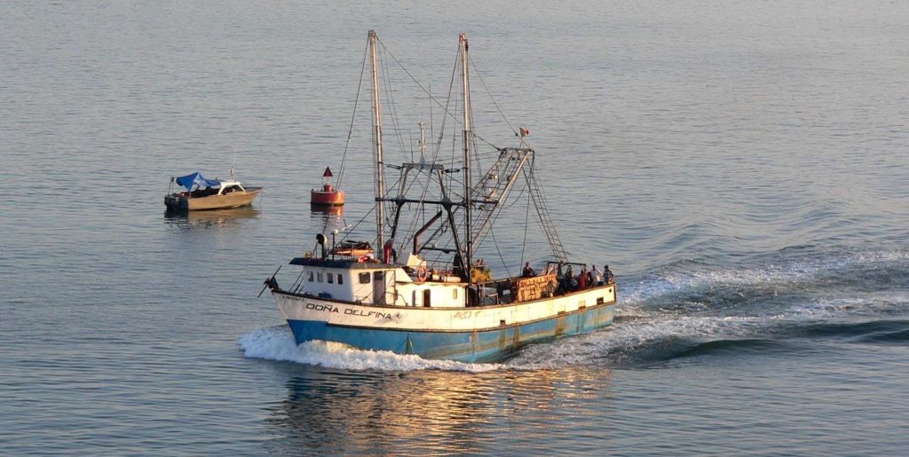 «Καμπανάκι» στην ελληνικές θάλασσες – Εξαφανίζονται σαρδέλες, γόπες, ροφοί και συναγρίδες