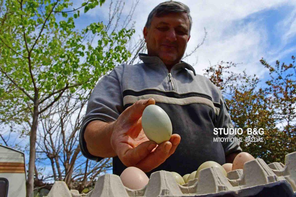 Ναύπλιο: Οι κότες έχουν αρχίσει να γεννούν … πράσινα αυγά! (φωτό, βίντεο)