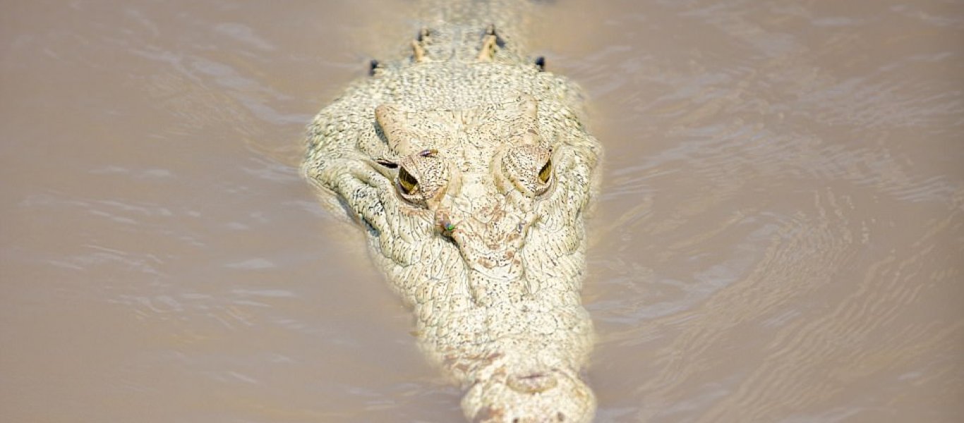 Σπάνιος λευκός κροκόδειλος έκανε την εμφάνιση του σε ποτάμι της Αυστραλίας (βίντεο)