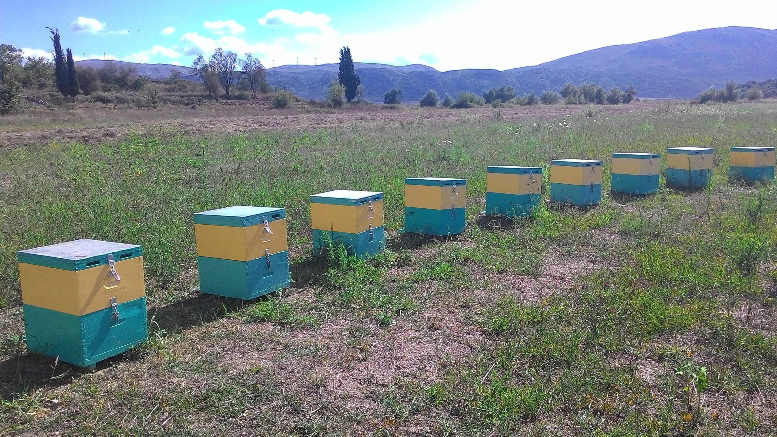 Σάμος: 70χρονος κατηγορείται για κλοπές 40 μελισσιών και εξοπλισμού αξίας 75.000 ευρώ