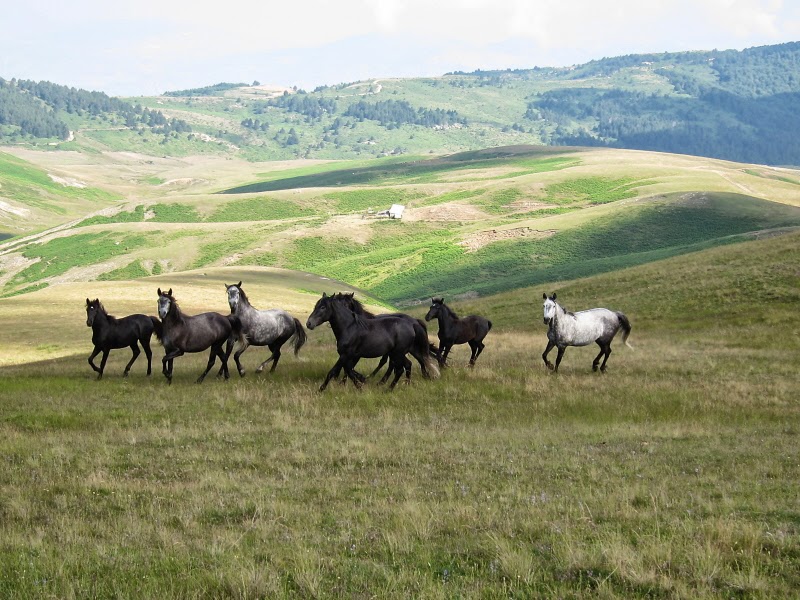 Τα άγρια άλογα του Ολύμπου – Απόγονοι του Βουκεφάλα (φωτό)