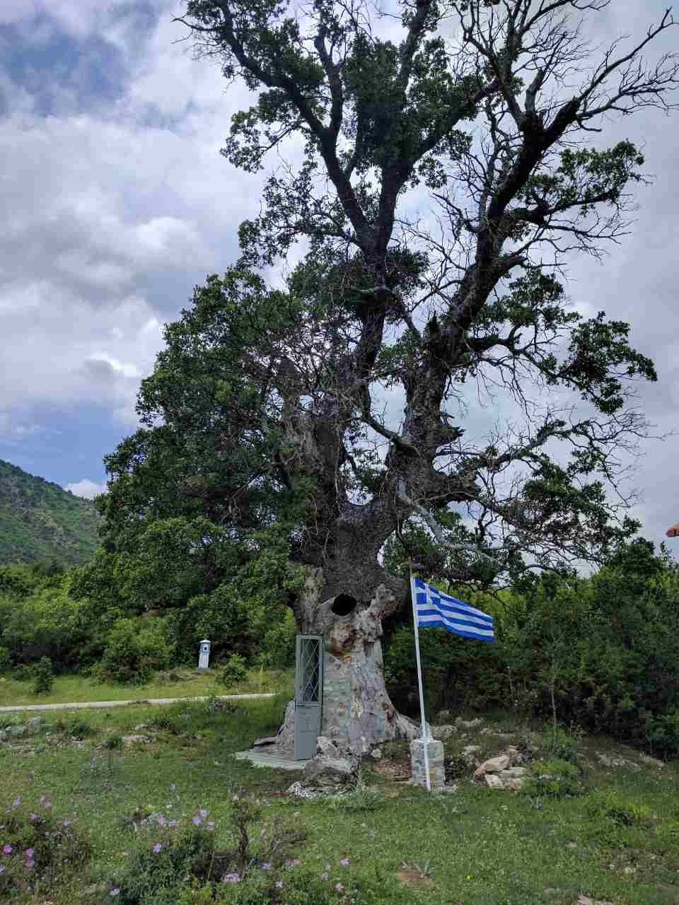 Το συγκλονιστικό παρεκκλήσι προς τιμήν του Αγίου Παϊσίου στο εσωτερικό μιας βελανιδιάς (φώτο)