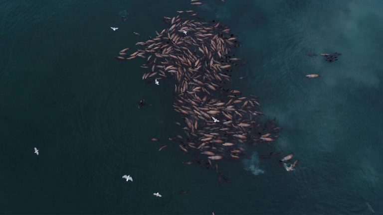 Ξυπνούν ταυτόχρονα χιλιάδες θαλάσσια λιοντάρια – Δείτε την αιτία (βίντεο)