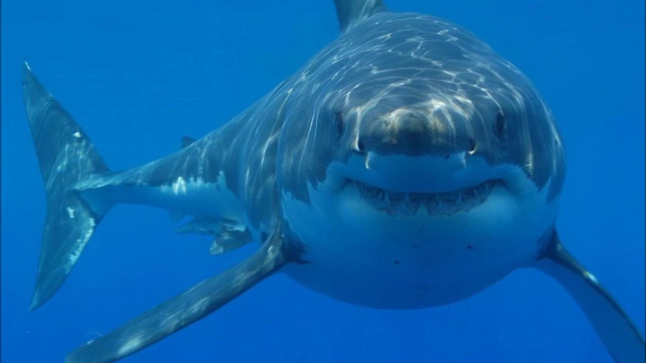 Λευκός καρχαρίας τρώει ολόκληρη φάλαινα! (βίντεο)