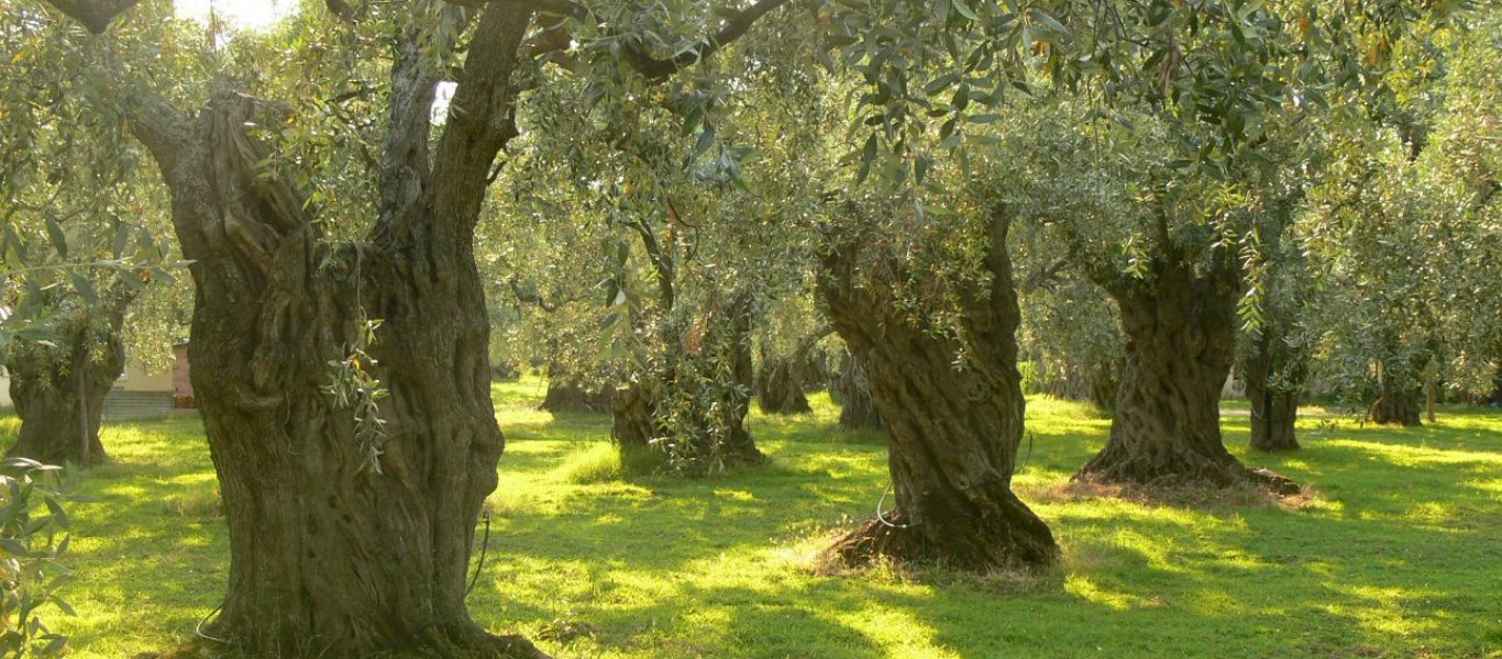 Σάλος στη Λήμνο: Οργή για άγνωστο που κρέμασε σκύλο σε δέντρο (φωτο)