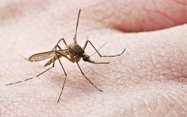 Δεχόμαστε επίθεση από… κουνούπια – Οι εφιαλτικές προβλέψεις για το καλοκαίρι