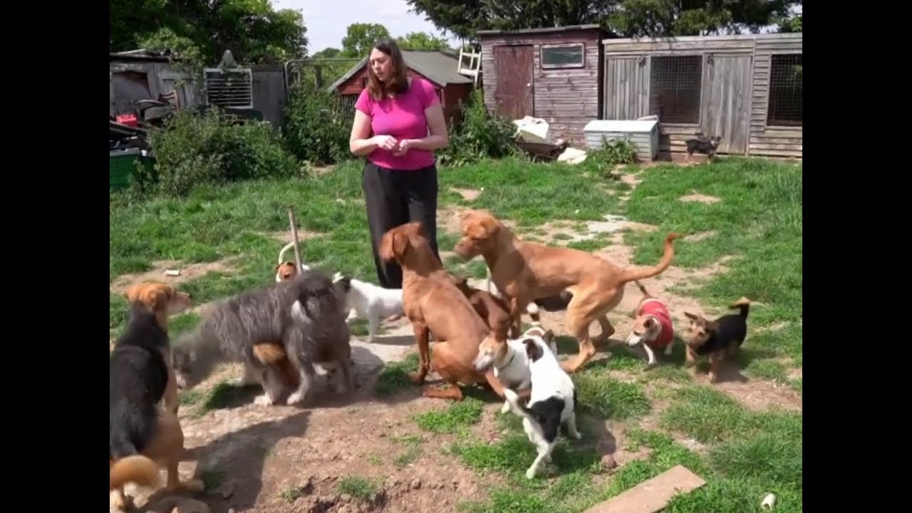 Aυτή η εκπαιδεύτρια σκύλων ζει μαζί με 22 σκυλιά! (βίντεο)