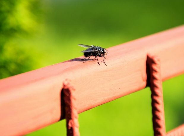 Ένα απίστευτο κόλπο για να εξαφανίσετε τις μύγες για όλο το καλοκαίρι