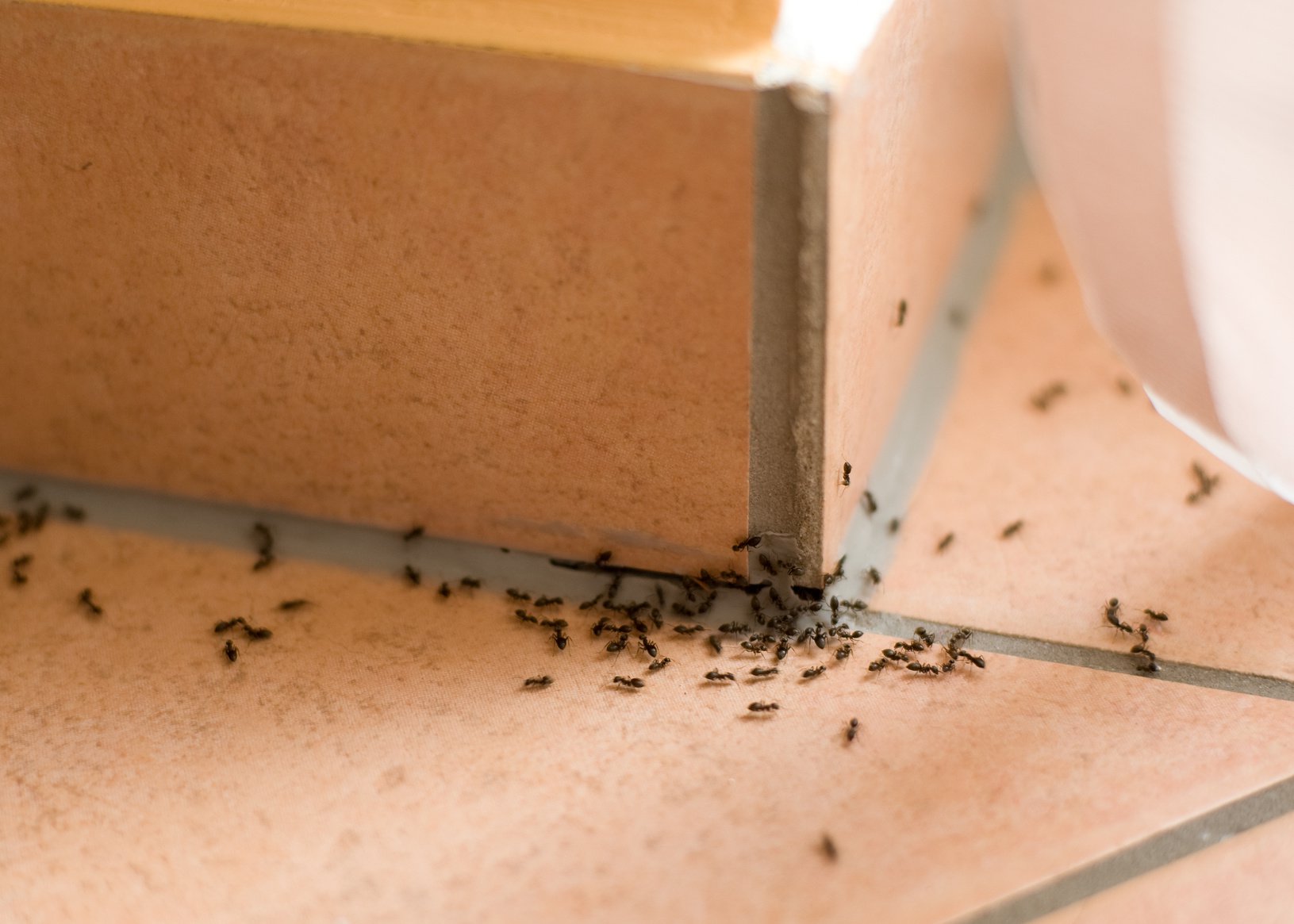 Πώς μπορείτε να απαλλαγείτε από τα μυρμήγκια άμεσα;