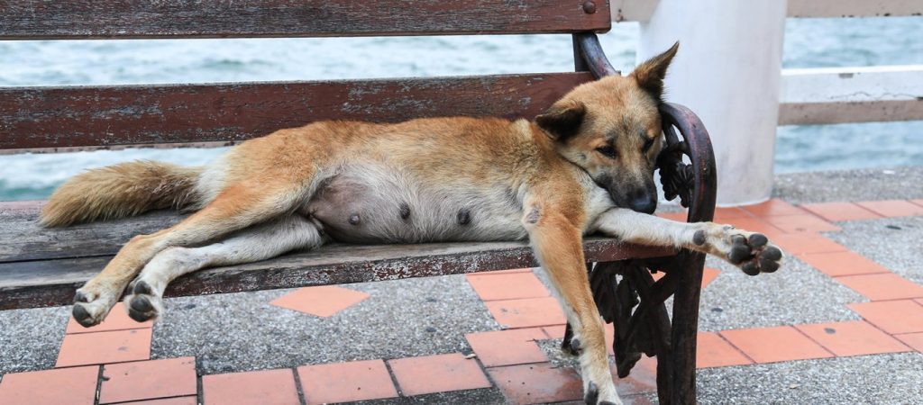 Πανέμορφη και συγκινητική τοιχογραφία για τα αδέσποτα στο Βόλο (φώτο)