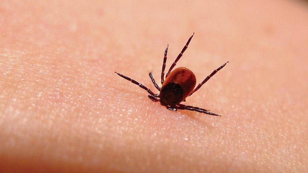 Tι είναι η νόσος Lyme από την οποία πάσχει ο Τζάστιν Μπίμπερ;