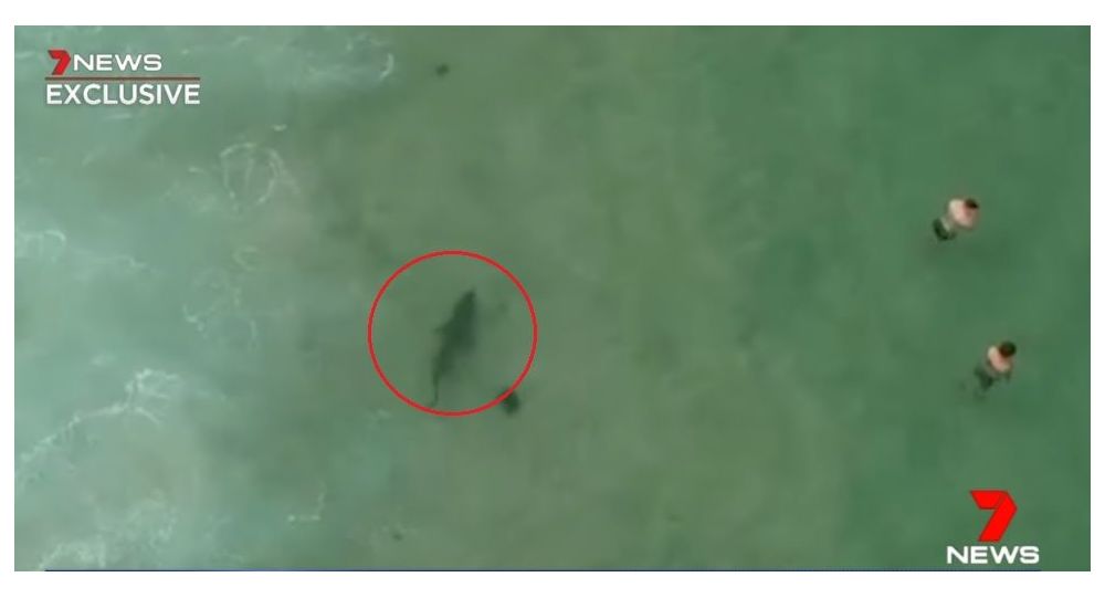 Drone εντοπίζει λευκό καρχαρία και σώζει ανυποψίαστους κολυμβητές (βίντεο)