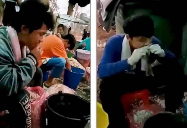 Στιγμές φρίκης σε εργοστάσιο στην Ταϊλάνδη – Με τα δόντια τους βγάζουν τα ράμφη από τα νεκρά κοτόπουλα (βίντεο)