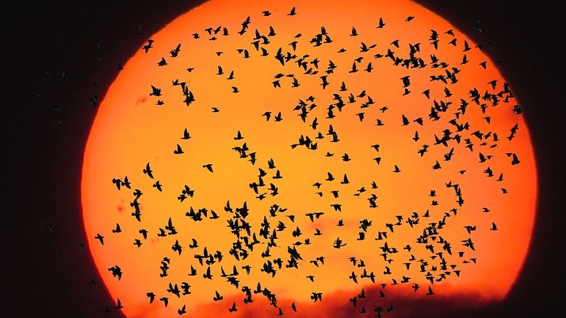 Ραντάρ κατέγραψε σμήνος πουλιών μήκους 145 χιλιομέτρων (βίντεο)