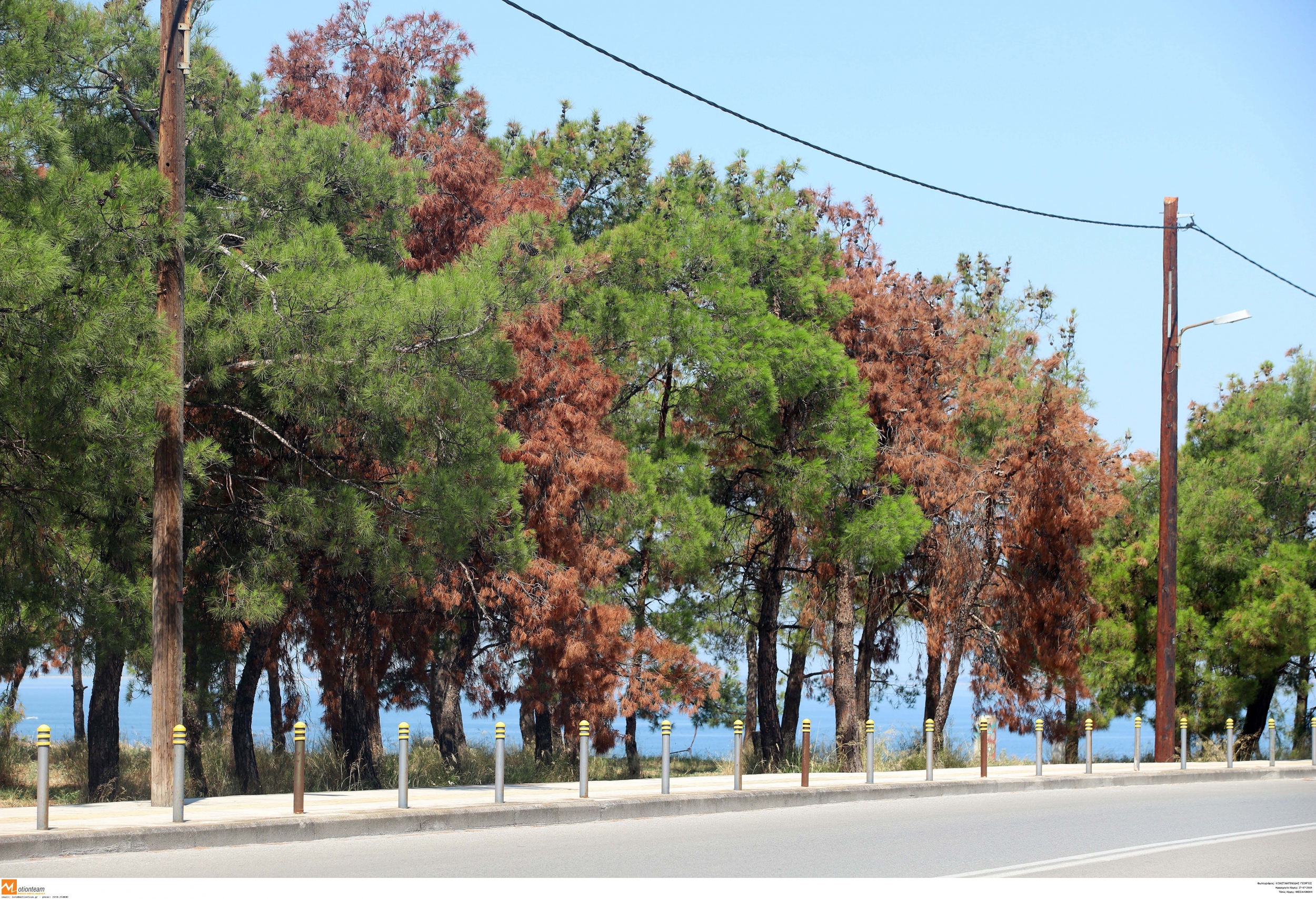 Απίθανα πράγματα στη Θεσσαλονίκη: Κάνουν επίθεση σε… δέντρα – Τους ρίχνουν χοντρό αλάτι για να ξεραθούν