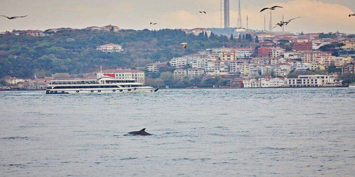 Όμορφες εικόνες στην Πόλη: Τα δελφίνια βγήκαν «βόλτα» στο Βόσπορο (βίντεο)