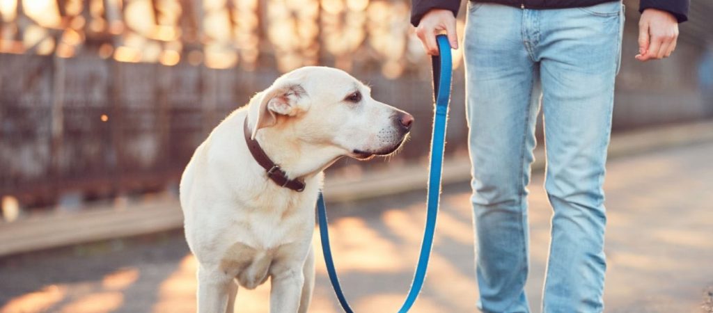 Δωρεάν microchip για όλα τα τετράποδα από τον Δήμο Αθηναίων