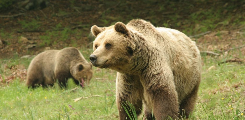 Αρκούδα κάνει βόλτα με τα μικρά της στην Καστοριά (βίντεο)