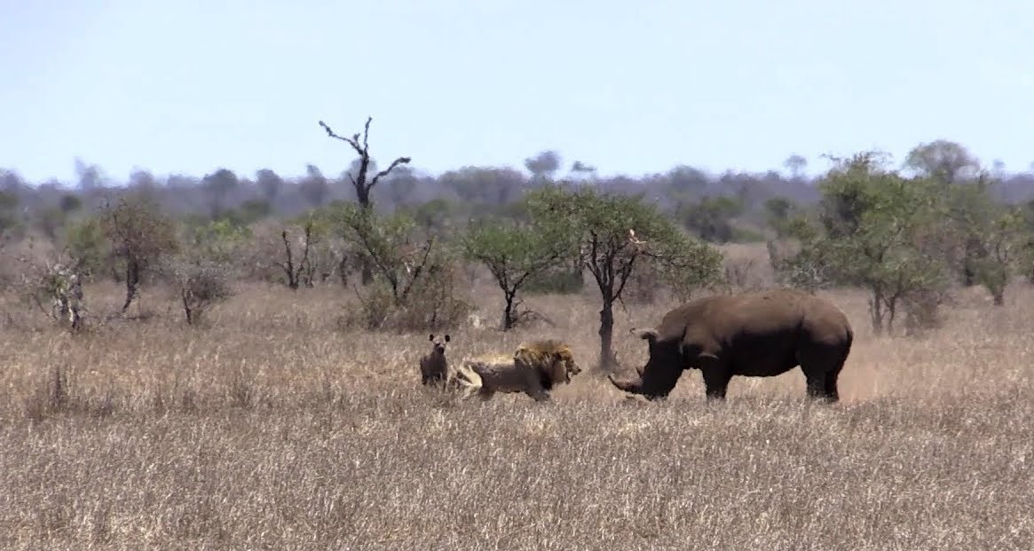 Θανάσιμη μάχη: Λιοντάρι εναντίον ρινόκερου – Ποιος θα κερδίσει; (βίντεο)