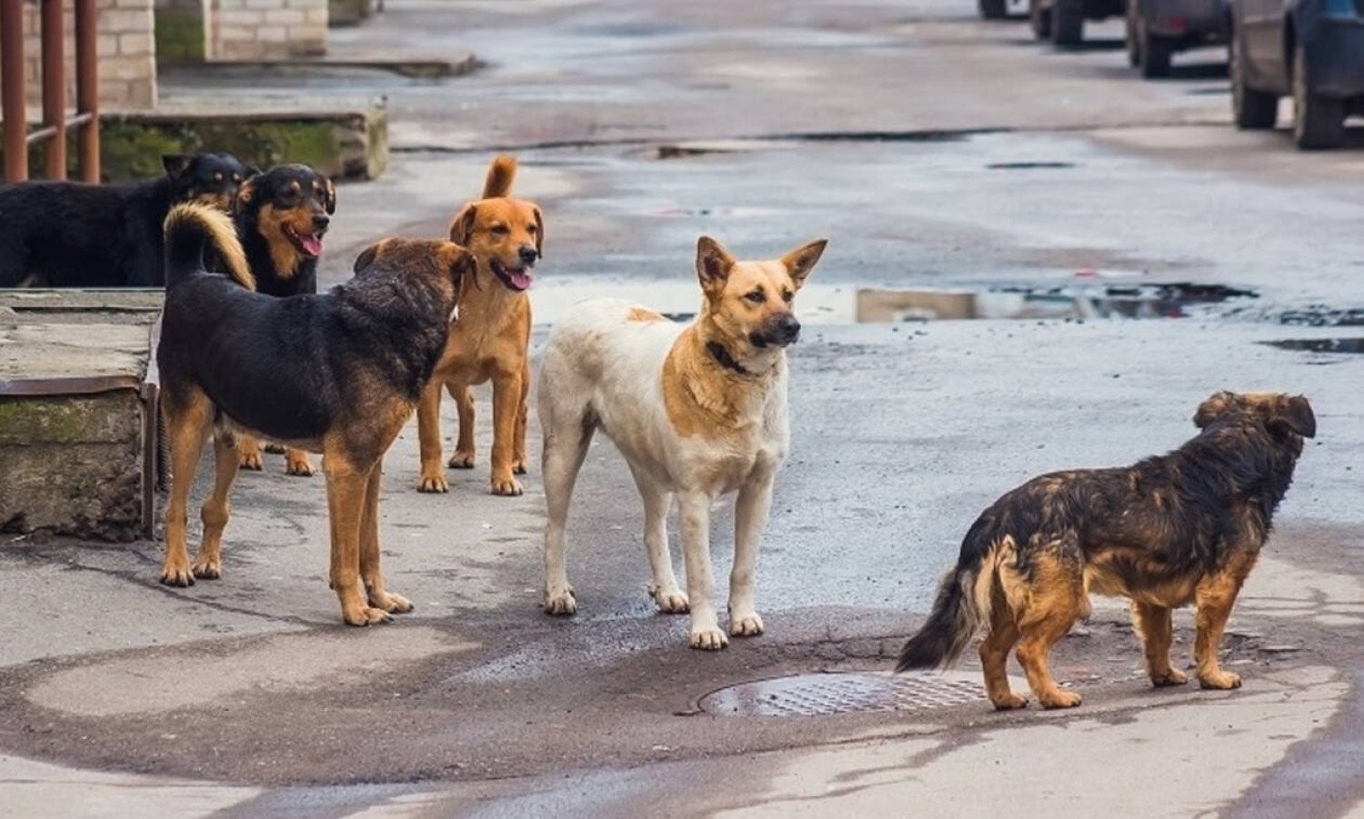 Ηλεία: Επίθεση από αγέλη αδέσποτων σκυλιών δέχτηκε 14χρονος που έκανε βόλτα με το ποδήλατό του