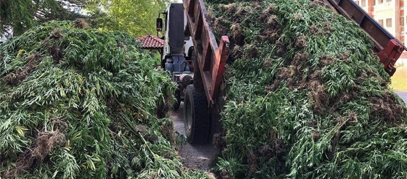 Γρεβενά: Εντοπίστηκε χασισοφυτεία με 14.000 δενδρύλλια (βίντεο)