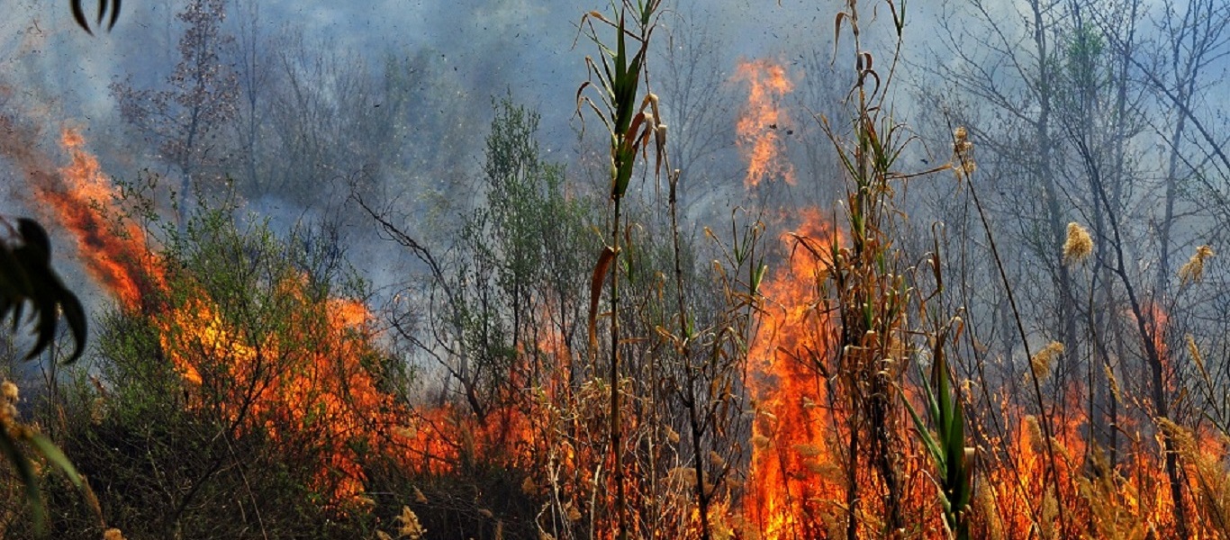 Φωτιά στις Ράχες Ηλείας – Και δεύτερο μέτωπο στο Καλλίκωμο (upd)