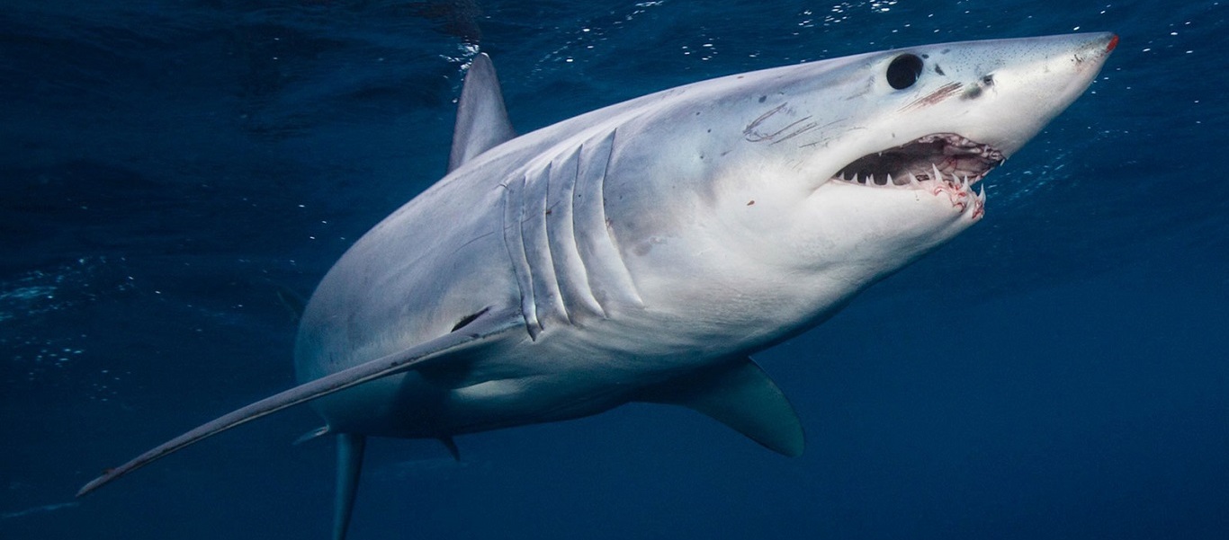 Οι καρχαρίες κινδυνεύουν με εξαφάνιση – Τι λένε οι επιστήμονες