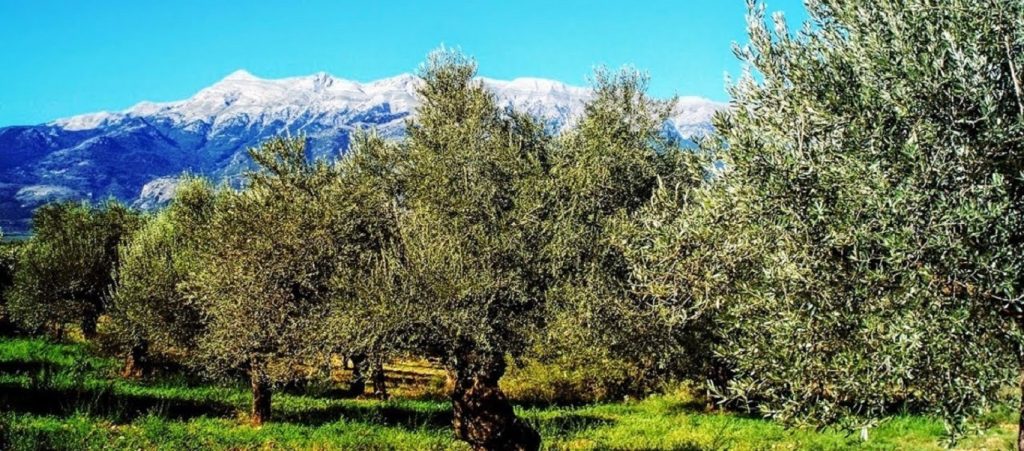 Αριθμός-ρεκόρ για ελληνικό βιολογικό ελαιώνα: Έχει 203 διεθνή βραβεία