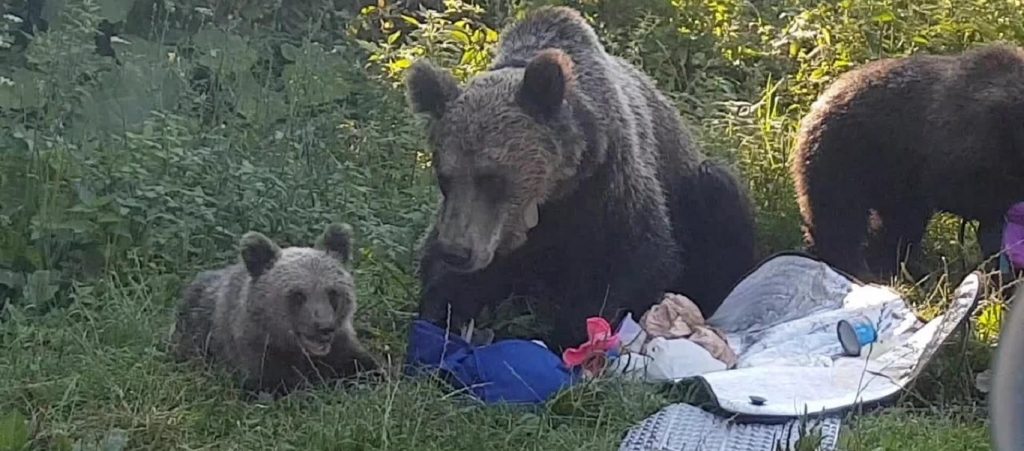 Έκαναν το λάθος να κάνουν πικ νικ σε δάσος με αρκούδες – Έφυγαν άρον άρον (βίντεο)