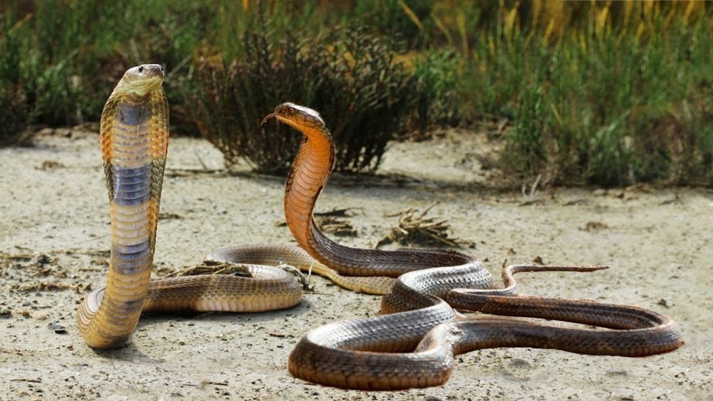 Θανάσιμη μάχη: Κόμπρα εναντίον black mamba – Ποιος θα κερδίσει (βίντεο)