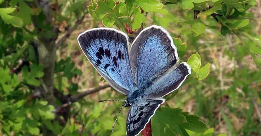 Βρετανία: Εμφανίστηκαν σπάνιες μπλε πεταλούδες μετά από 150 χρόνια