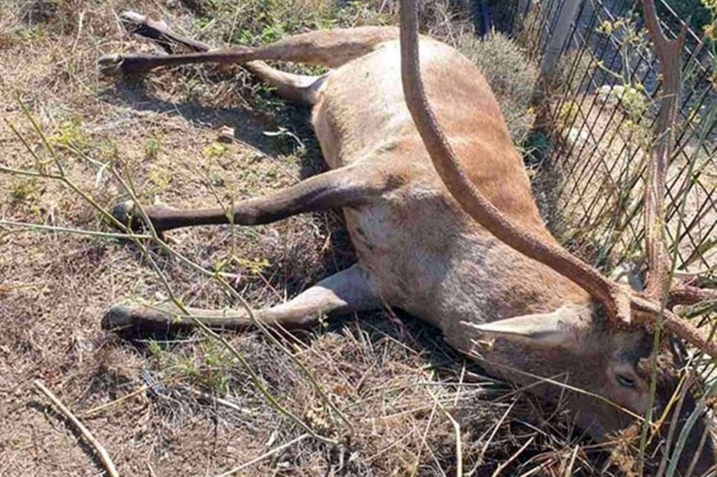 Ντροπή: Πυροβόλησαν και σκότωσαν το γνωστό ελαφάκι της Πάρνηθας (φώτο)