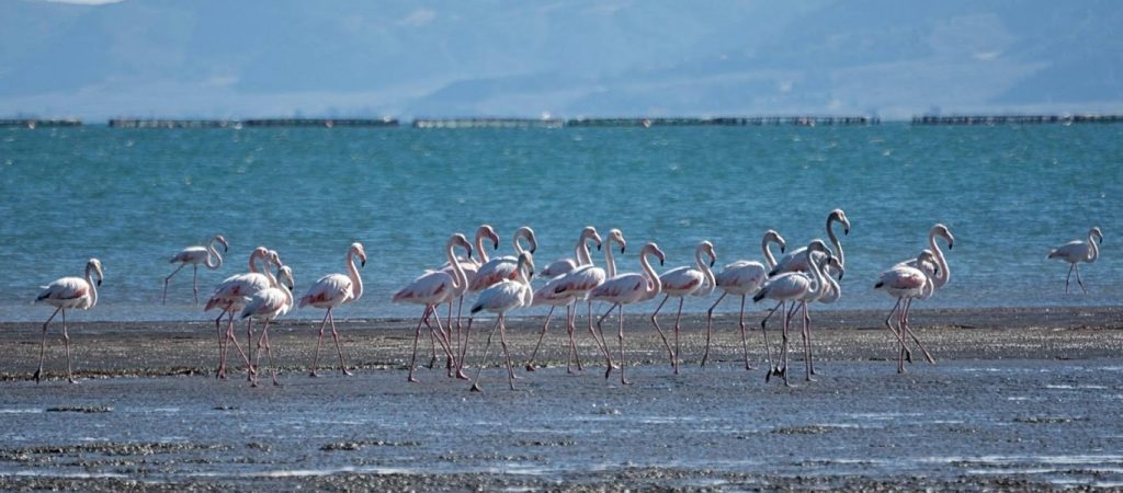 Αυτό το ξέρεις; Υπάρχουν φλαμίνγκο και στην Ελλάδα – Δες πού (βίντεο)