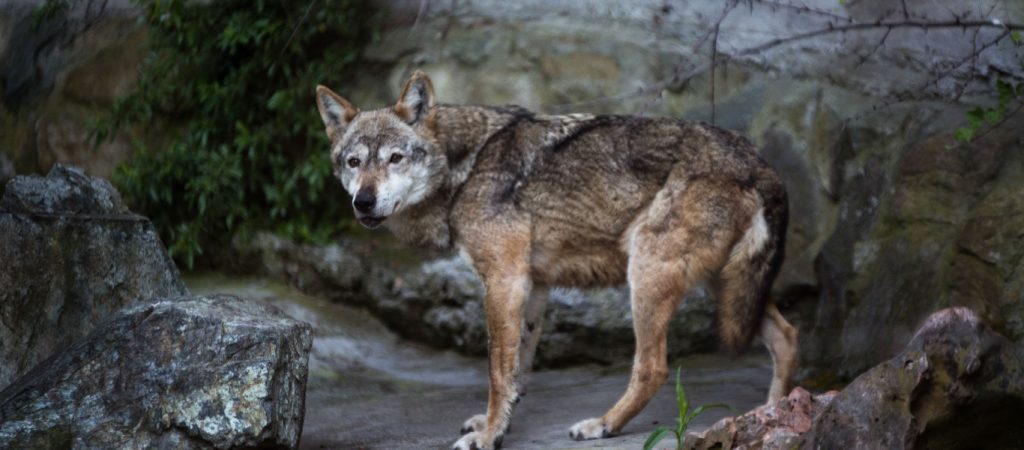 Γαλλία: Το έσκασαν από πάρκο άγριων ζώων στη Νίκαια επτά λύκοι