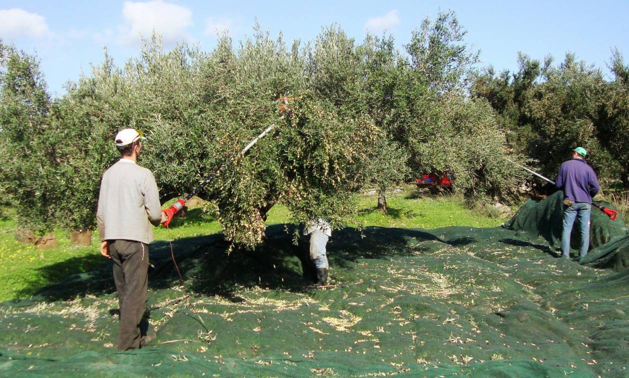 Πώς θα γίνει το μάζεμα των ελιών φέτος; – Η απάντηση του Κ.Μητσοτάκη