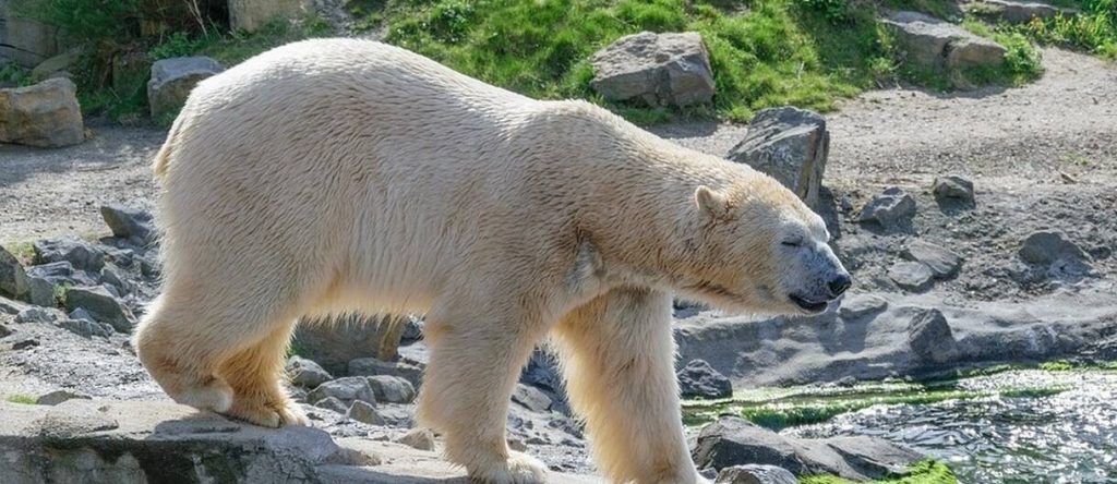 Καναδάς: Tουρίστες ήρθαν αντιμέτωποι με… πελώρια πολική αρκούδα (βίντεο)