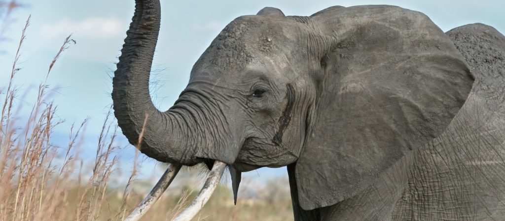 Εξαγριωμένος ελέφαντας όρμησε σε οικογενειακό αυτοκίνητο (βίντεο)