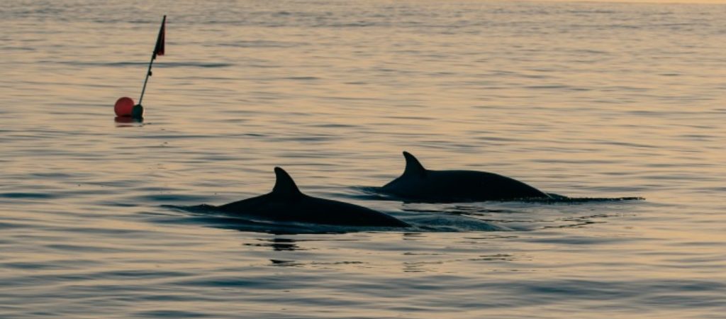 Επιστήμονες κάνουν λόγο για άγνωστο είδος φάλαινας στο Μεξικό