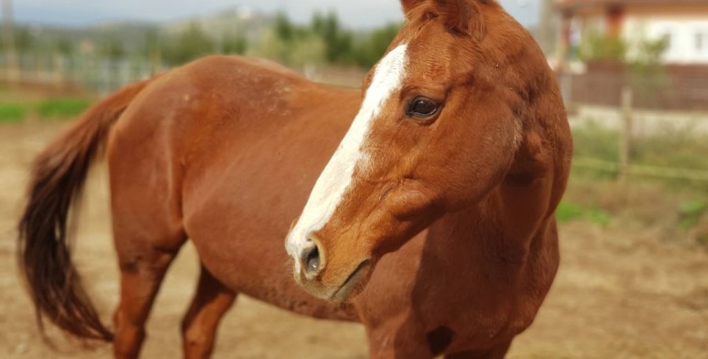 Άλογο άλλαξε χρώμα μέσα σε έναν μήνα (φωτό)