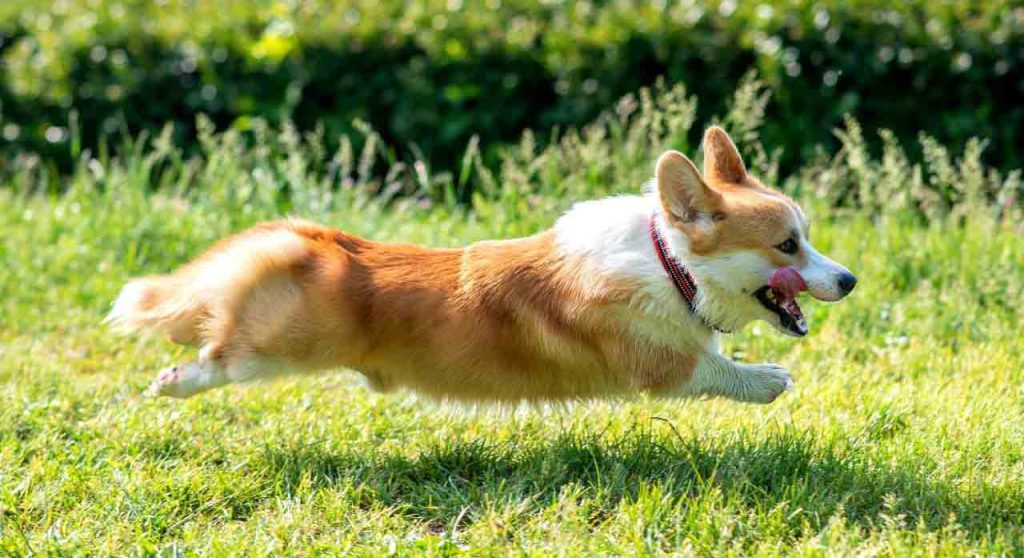 Corgi παίζει μπάσκετ και γίνεται viral – «Μπορεί να παίξει στο ΝΒΑ με το όνομα…Cor-be Bryant» (βίντεο)