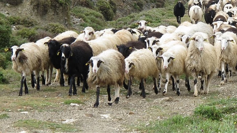 Κτηνώδης σφαγή στη Κρήτη – Πατέρας και γιος σκότωσαν ολόκληρο κοπάδι για… εκδίκηση