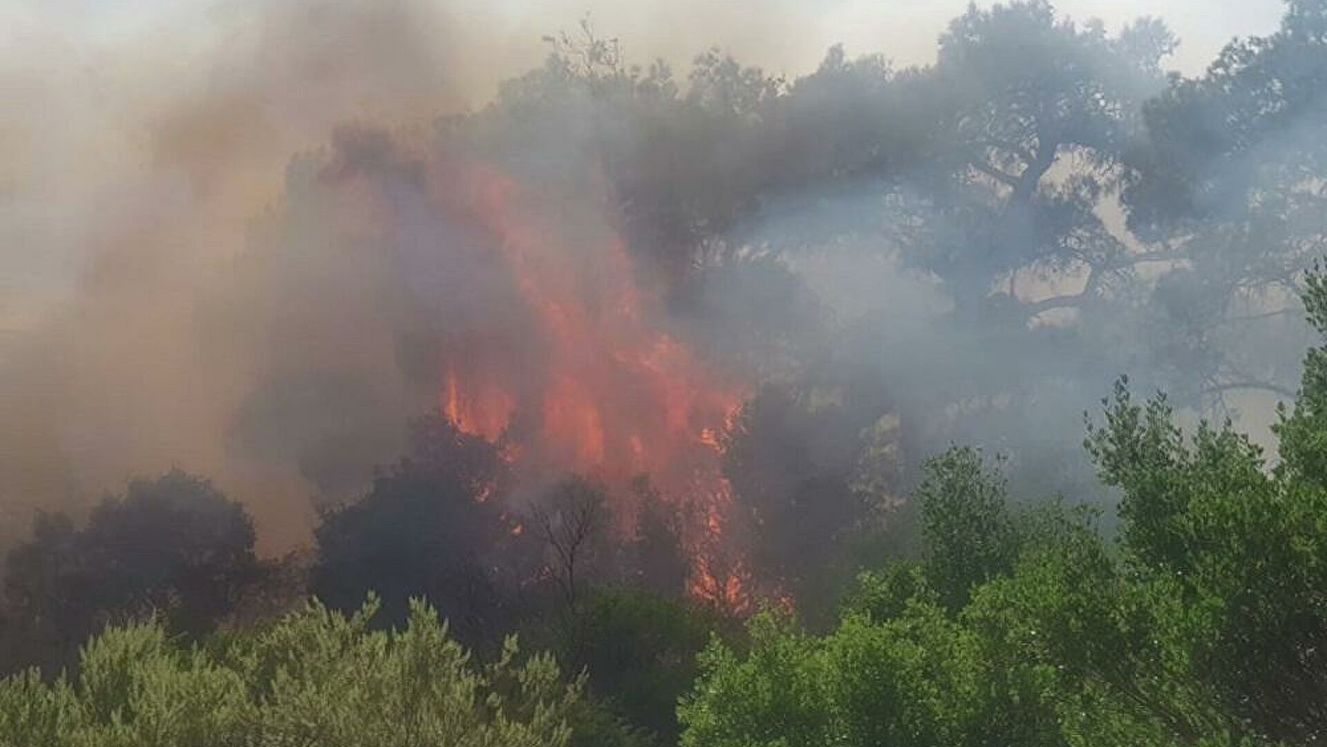 Ολονύχτια μάχη με τις φλόγες στον Έβρο: Επιστρέφουν στα σπίτια τους οι κάτοικοι της Λευκίμης