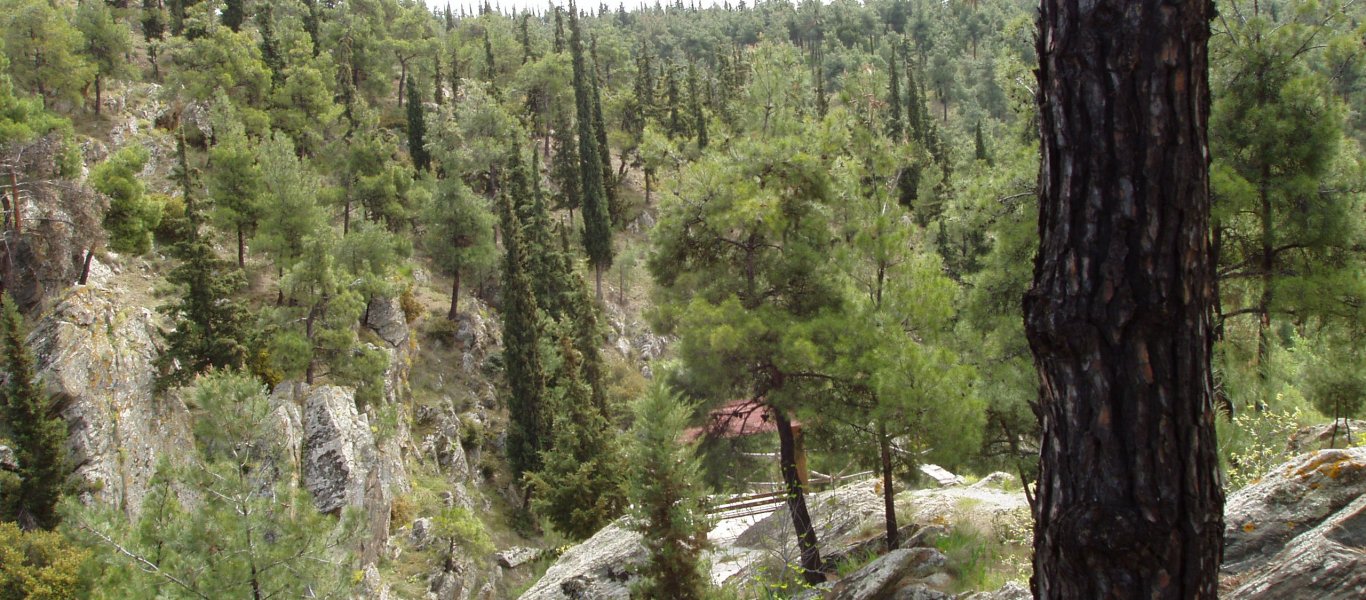 Θεσσαλονίκη: Δείτε μέχρι πότε παρατείνεται η απαγόρευση κυκλοφορίας στο Σέιχ Σου και τη δασική έκταση Ωραιοκάστρου